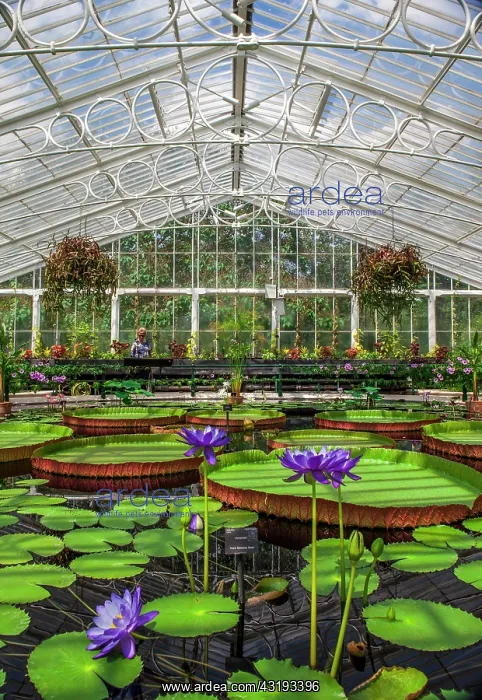 : Kew Gardens. Waterlily House. Water lilies with : Kew Gardens. Waterlily House. Water lilies with