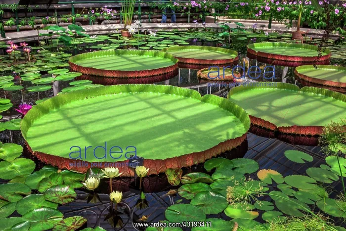 : Kew Gardens. Waterlily House. Water lilies with : Kew Gardens. Waterlily House. Water lilies with