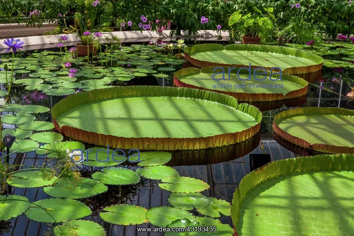 : Kew Gardens. Waterlily House. Water lilies with : Kew Gardens. Waterlily House. Water lilies with