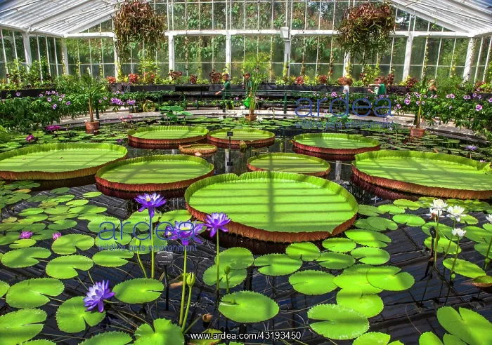 : Kew Gardens. Waterlily House. Water lilies with : Kew Gardens. Waterlily House. Water lilies with