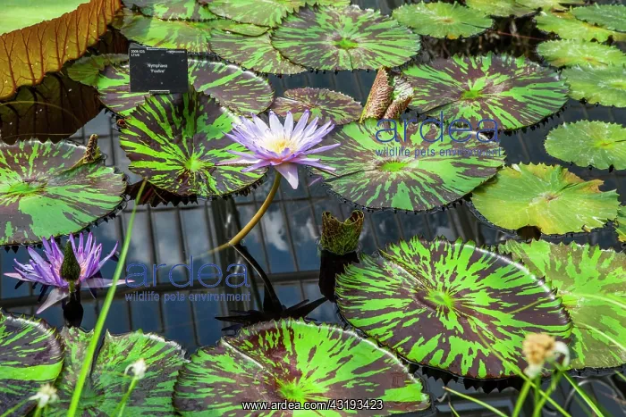 : Kew Gardens. Waterlily House. Waterlilies Foxfire : Kew Gardens. Waterlily House. Waterlilies Foxfire