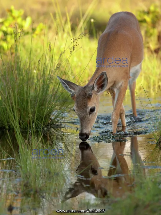 : Key Deer buck Odocoileus virginianus clavium) : Key Deer buck Odocoileus virginianus clavium)