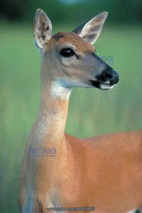 : Key Deer - the smallest and palest of the eastern deer : Key Deer - the smallest and palest of the eastern deer