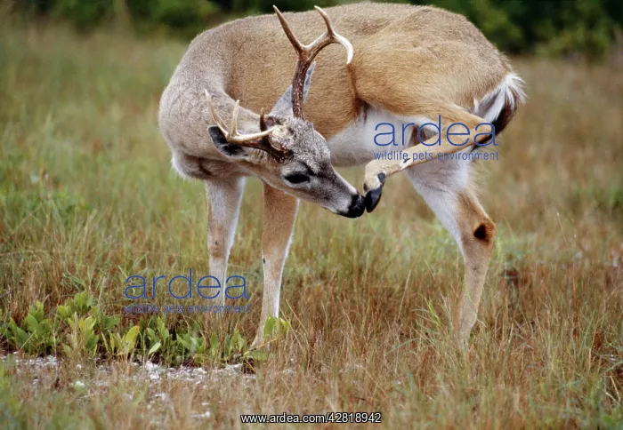 : Key Deer - subspecies of the White-tailed Deer : Key Deer - subspecies of the White-tailed Deer