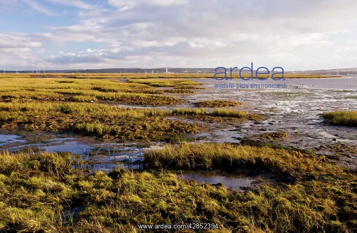 : Keyhaven Marshes Nature Reserve, near Lymington : Keyhaven Marshes Nature Reserve, near Lymington