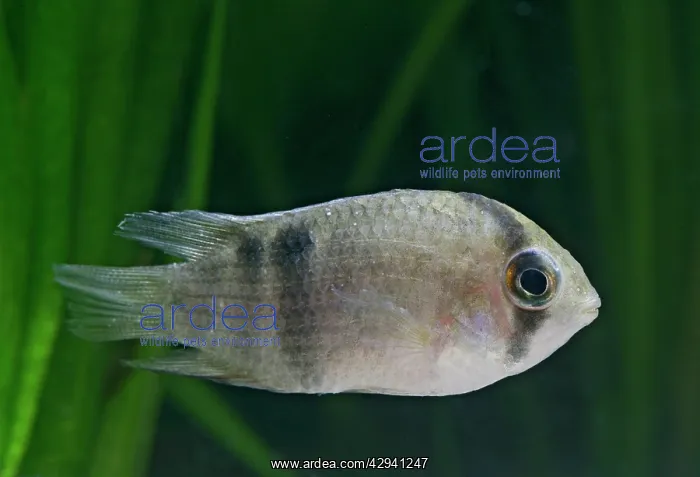 : Keyhole cichlid E side view, tropical freshwater : Keyhole cichlid E side view, tropical freshwater
