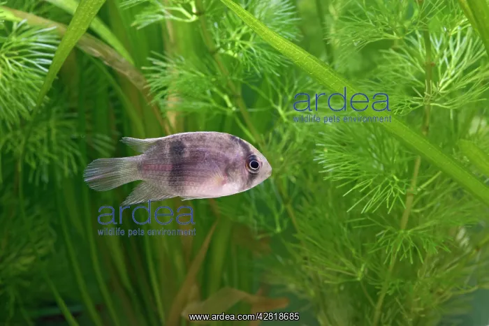 : Keyhole Cichlid - side view by weeds : Keyhole Cichlid - side view by weeds