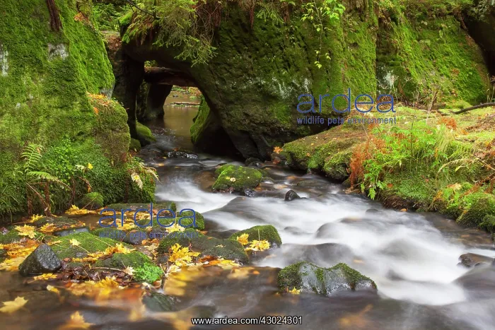 : Khaa Valley Kirnitzsch Stream Khaa valley, Bohemian Swi : Khaa Valley Kirnitzsch Stream Khaa valley, Bohemian Swi