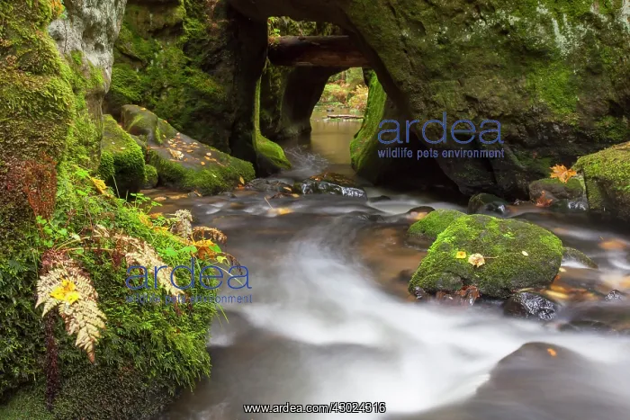: Khaa Valley Kirnitzsch Stream Khaa valley, Bohemian Swi : Khaa Valley Kirnitzsch Stream Khaa valley, Bohemian Swi