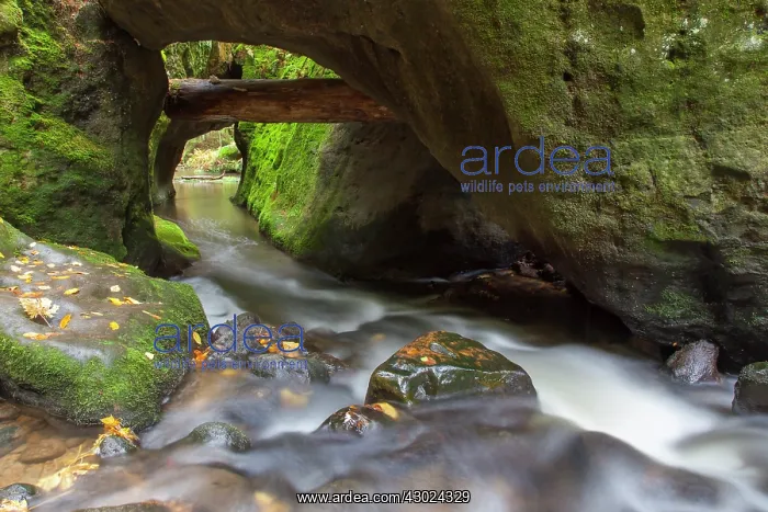 : Khaa Valley Kirnitzsch Stream Khaa valley, Bohemian Swi : Khaa Valley Kirnitzsch Stream Khaa valley, Bohemian Swi