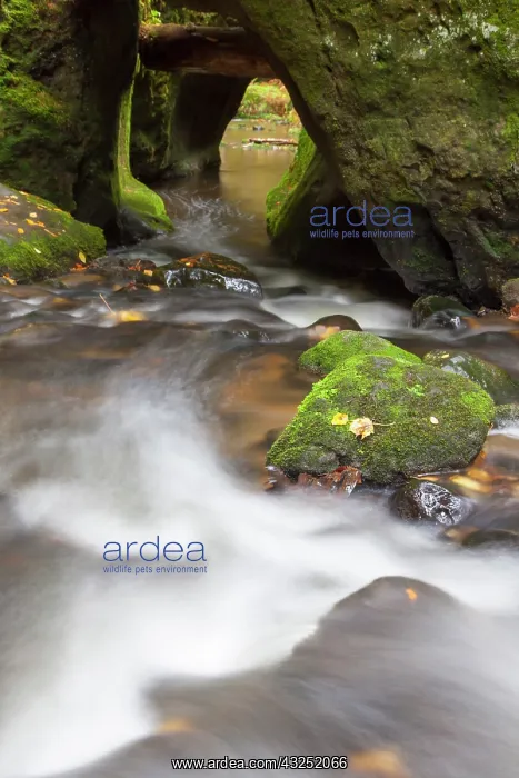 : Khaa Valley Kirnitzsch Stream Khaa valley, Bohemian Swi : Khaa Valley Kirnitzsch Stream Khaa valley, Bohemian Swi