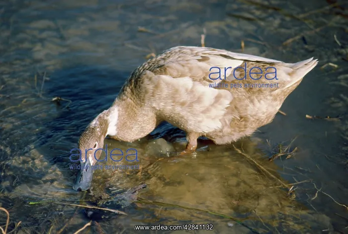 : Khaki Cambell Duck - domestic : Khaki Cambell Duck - domestic