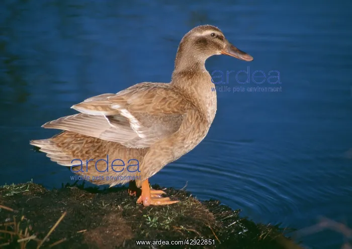  : Khaki Campbell Domestic Duck - By waters edge