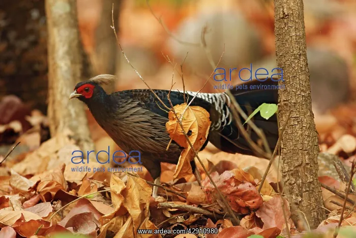 : Khaleej Pheasant : Khaleej Pheasant