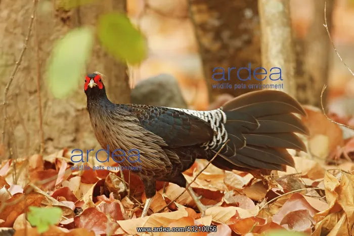: Khaleej Pheasant, Corbett National Park : Khaleej Pheasant, Corbett National Park