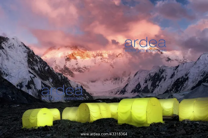 : Khan Tengri Glacier viewed at sunset from the Base : Khan Tengri Glacier viewed at sunset from the Base