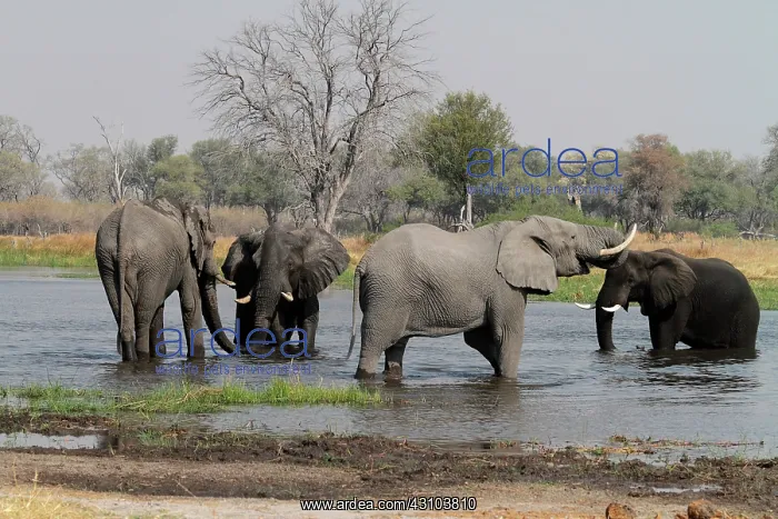 : Khwai River : Khwai River