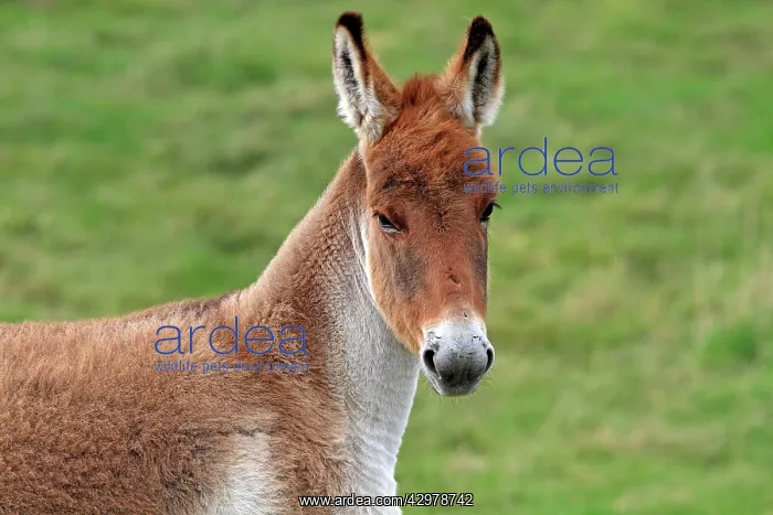 : Kiang / Tibetan Wild Ass : Kiang / Tibetan Wild Ass