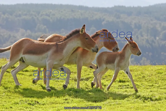 : Kiang / Tibetan Wild Ass - adults with young : Kiang / Tibetan Wild Ass - adults with young