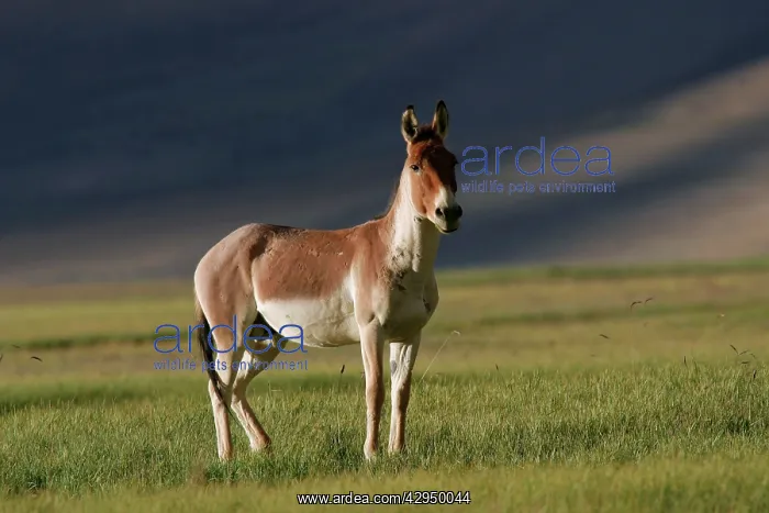 : Kiang / Tibetan Wild Ass - battle-scared male during : Kiang / Tibetan Wild Ass - battle-scared male during