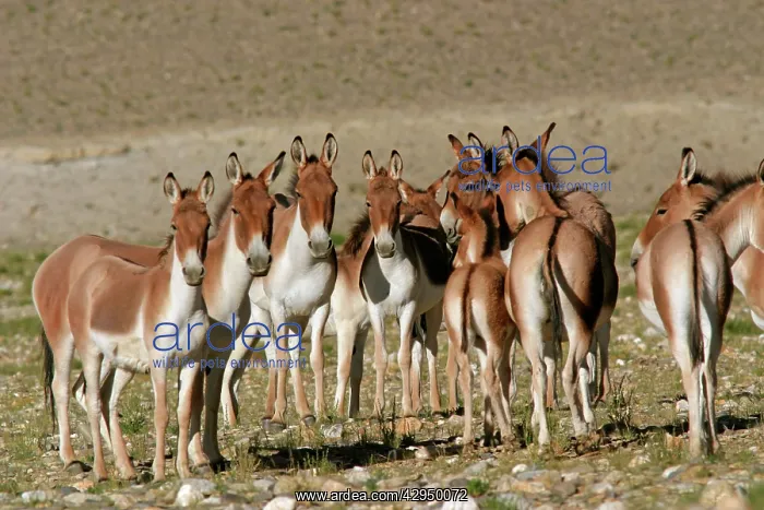 : Kiang / Tibetan Wild Ass - female, yearling and foal group : Kiang / Tibetan Wild Ass - female, yearling and foal group