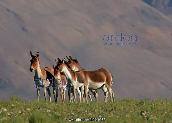 : Kiang / Tibetan Wild Ass - female and foals : Kiang / Tibetan Wild Ass - female and foals