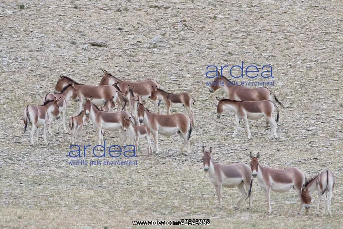 : Kiang / Tibetan Wild Ass - female and foals : Kiang / Tibetan Wild Ass - female and foals