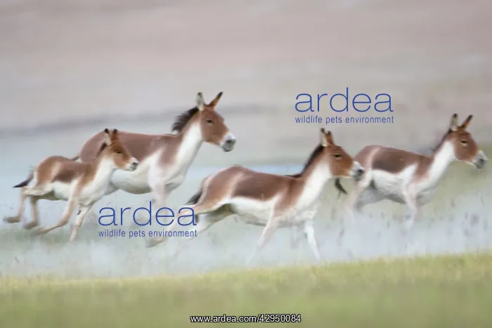 : Kiang / Tibetan Wild Ass - female and foals on : Kiang / Tibetan Wild Ass - female and foals on