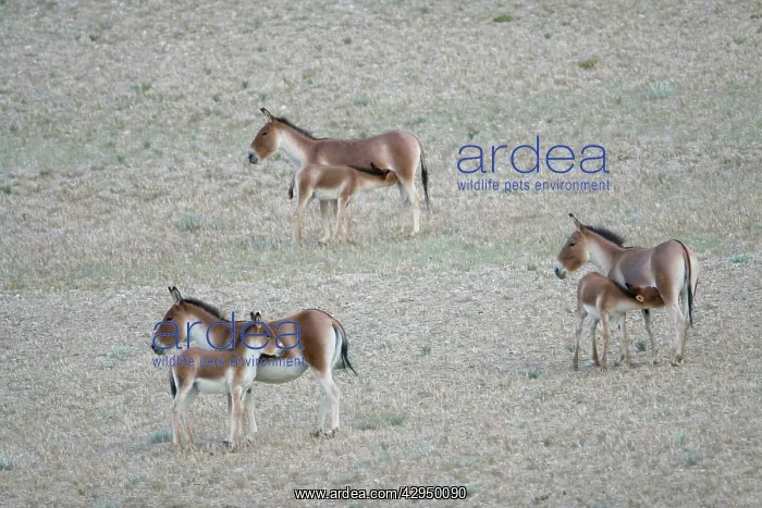 : Kiang / Tibetan Wild Ass - female and foals feeding : Kiang / Tibetan Wild Ass - female and foals feeding