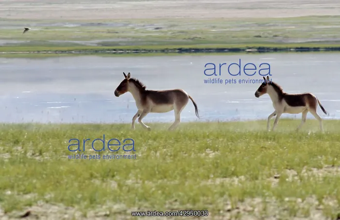: Kiang / Tibetan Wild Ass - female and yearling : Kiang / Tibetan Wild Ass - female and yearling