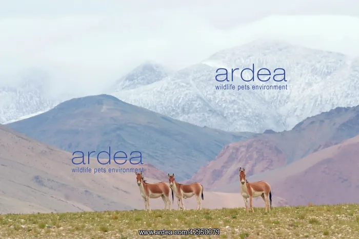 : Kiang / Tibetan Wild Ass - female and yearling : Kiang / Tibetan Wild Ass - female and yearling