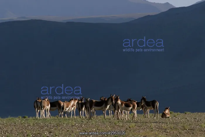 : Kiang / Tibetan Wild Ass - female and yearling group : Kiang / Tibetan Wild Ass - female and yearling group