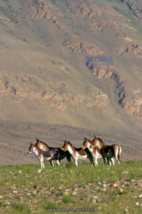 : Kiang / Tibetan Wild Ass - female and yearling group : Kiang / Tibetan Wild Ass - female and yearling group