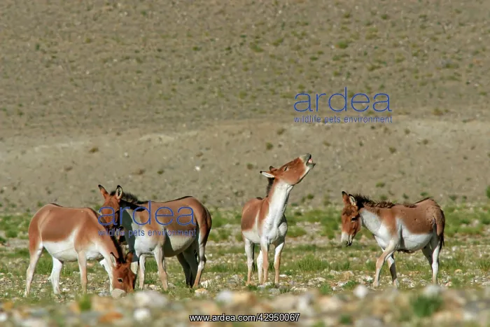  : Kiang  /  Tibetan Wild Ass - females with rutting