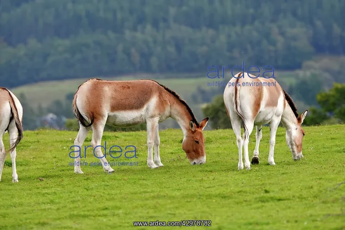 : Kiang / Tibetan Wild Ass - grazing : Kiang / Tibetan Wild Ass - grazing