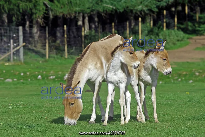 : Kiang / Tibetan Wild Ass - grazing adult with two young : Kiang / Tibetan Wild Ass - grazing adult with two young