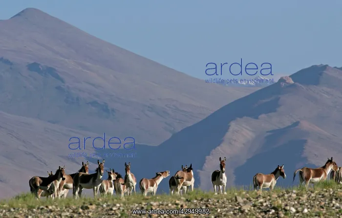 : Kiang / Tibetan Wild Ass - group : Kiang / Tibetan Wild Ass - group
