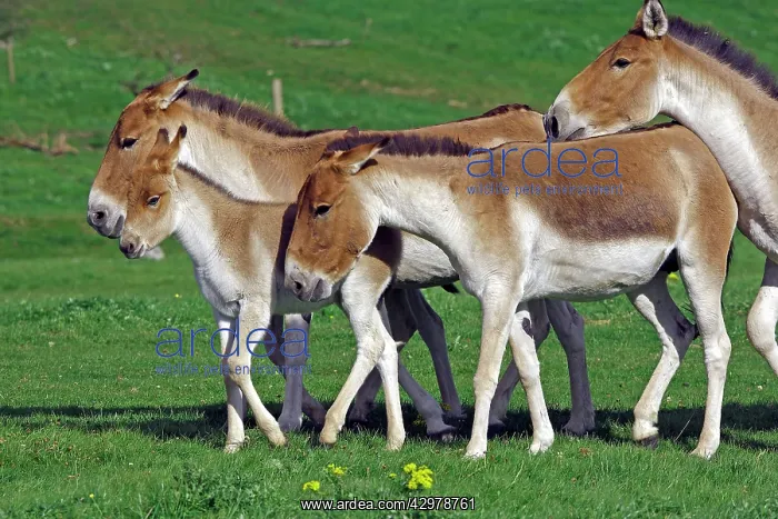: Kiang / Tibetan Wild Ass - group : Kiang / Tibetan Wild Ass - group
