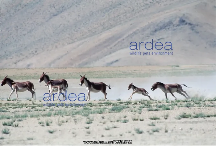  : Kiang  /  Tibetan Wild Ass - male chasing wild foals
