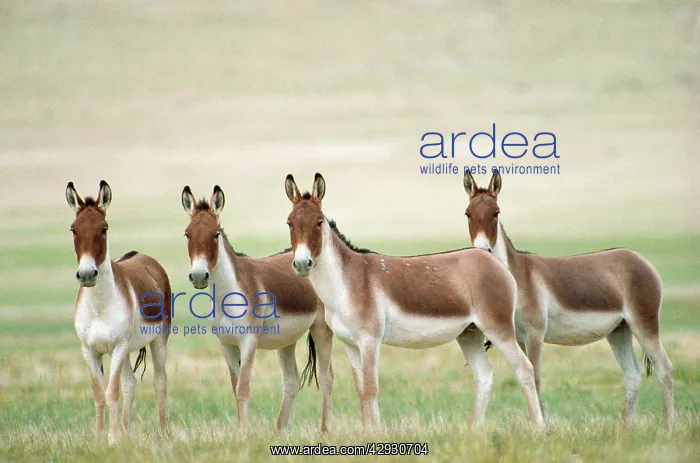 : Kiang / Tibetan Wild Ass - male group : Kiang / Tibetan Wild Ass - male group