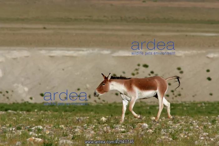 : Kiang / Tibetan Wild Ass - Male rutting : Kiang / Tibetan Wild Ass - Male rutting