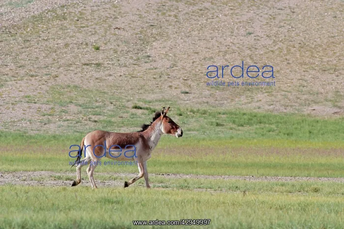 : Kiang / Tibetan Wild Ass - male in the rutting season : Kiang / Tibetan Wild Ass - male in the rutting season