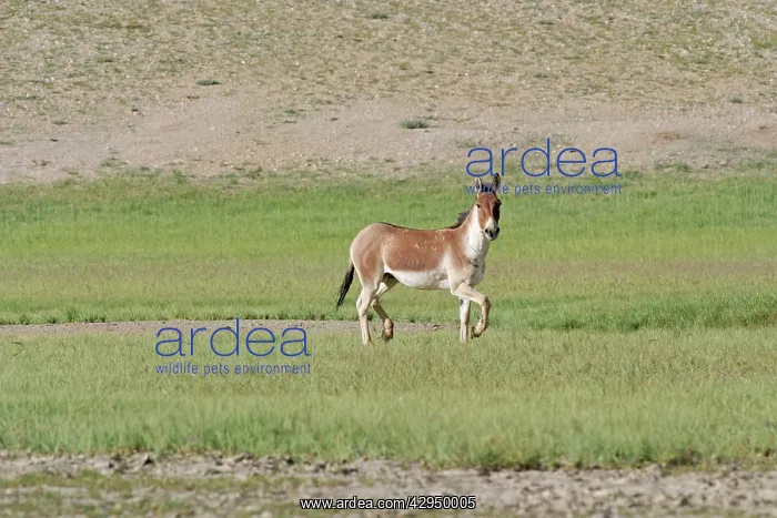 : Kiang / Tibetan Wild Ass - male in the rutting season : Kiang / Tibetan Wild Ass - male in the rutting season