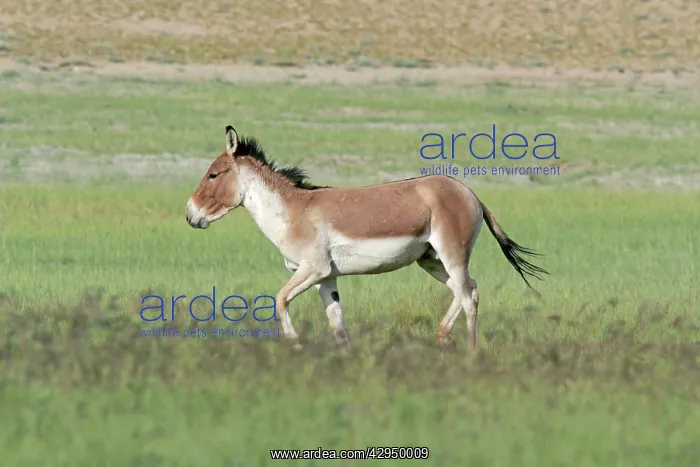 : Kiang / Tibetan Wild Ass - male in the rutting season : Kiang / Tibetan Wild Ass - male in the rutting season