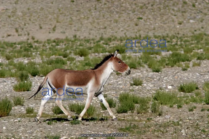 : Kiang / Tibetan Wild Ass - male in the rutting season : Kiang / Tibetan Wild Ass - male in the rutting season