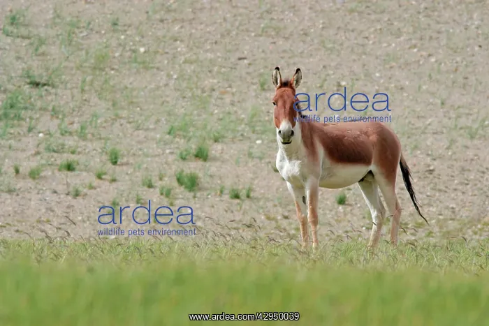 : Kiang / Tibetan Wild Ass - male in the rutting season : Kiang / Tibetan Wild Ass - male in the rutting season