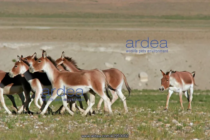 : Kiang / Tibetan Wild Ass - rutting male herding : Kiang / Tibetan Wild Ass - rutting male herding