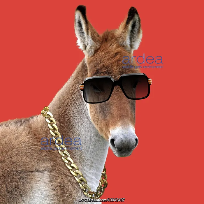 : Kiang / Tibetan Wild Ass wearing sun glasses and : Kiang / Tibetan Wild Ass wearing sun glasses and