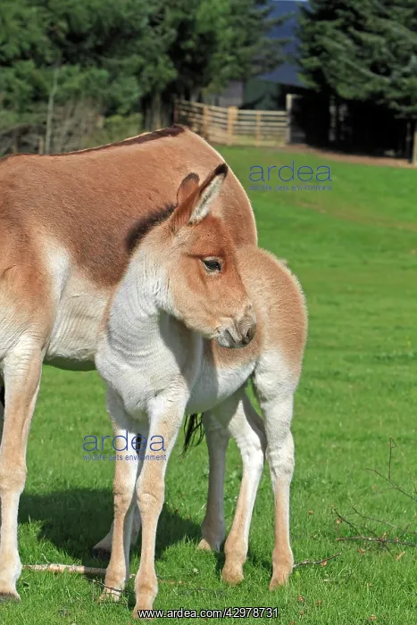 : Kiang / Tibetan Wild Ass - young : Kiang / Tibetan Wild Ass - young