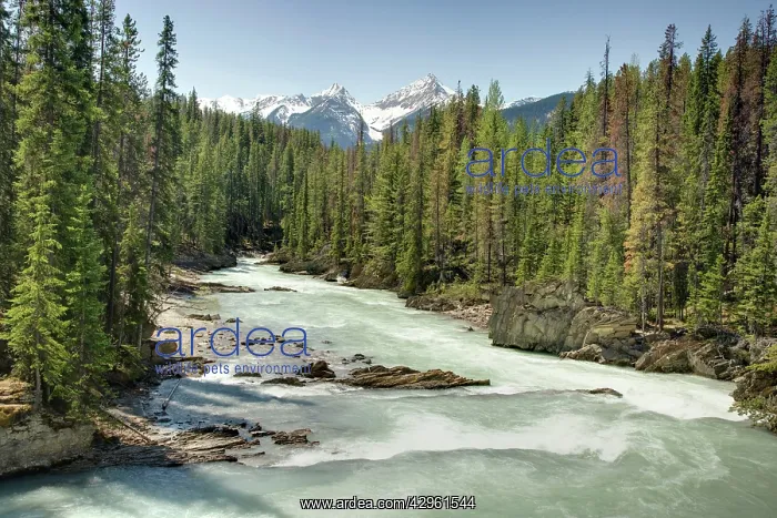  : Kicking Horse River - in spring floodYoyo National Park